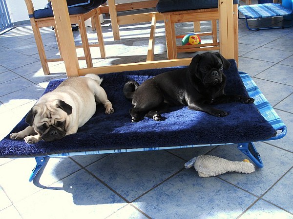 1_Hunde10046-600x450