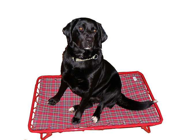 Hundeklappliege-mit-labrador-600x487