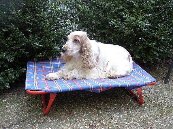 Spaniel-600x450