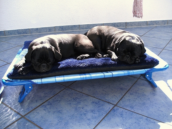 moepse_mal_anders_2-600x450